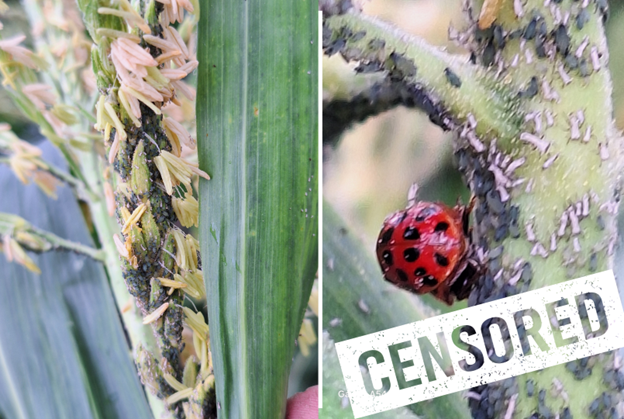 Close-up of a corn tassel and stalk infested with dense colonies of aphids. One section shows a lady beetle feeding among the aphids, while the other displays tassels with visible aphid clusters and honeydew. The image is partially covered with a “CENSORED” tag.